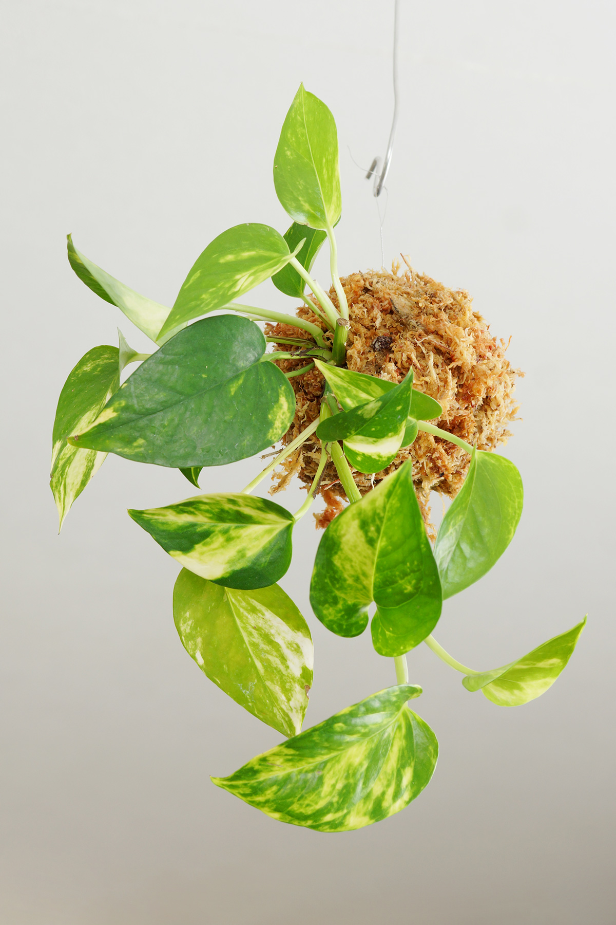 苔玉 ゴールデンポトスの画像