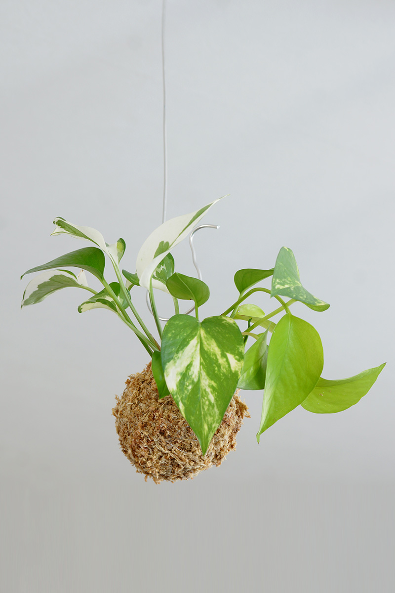 苔玉 ポトス・ミックスの画像