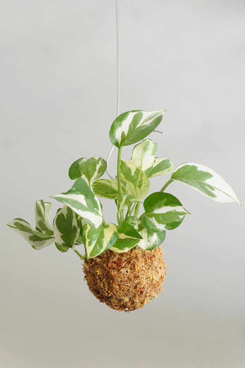 苔玉 ポトス・エンジョイの画像