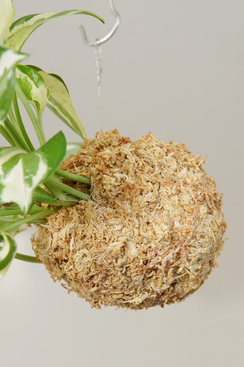 苔玉は直径8cmから10cm程