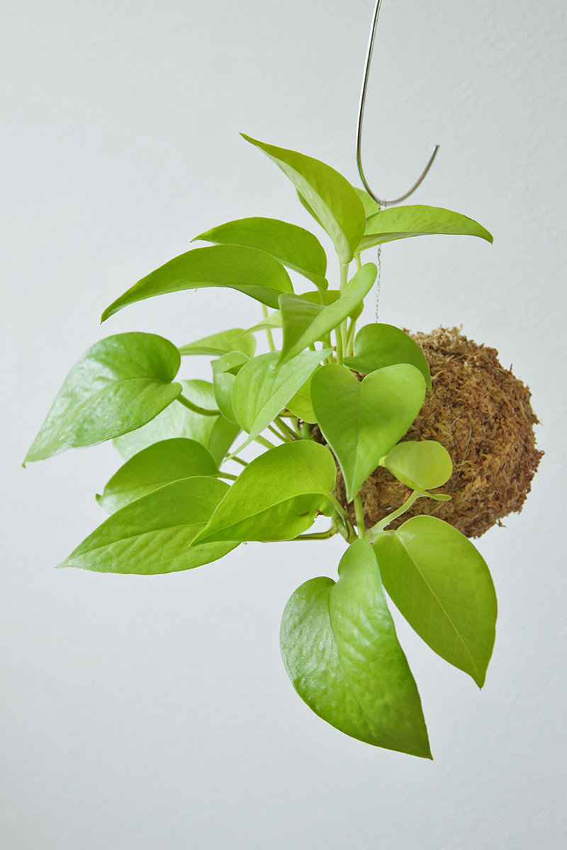 苔玉 ポトス・ライム 苔玉 ポトス・ライム