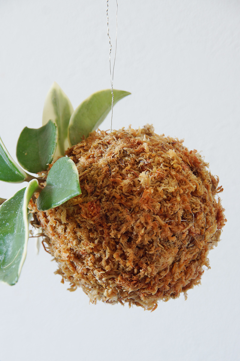 苔玉は直径8cmから10cm程