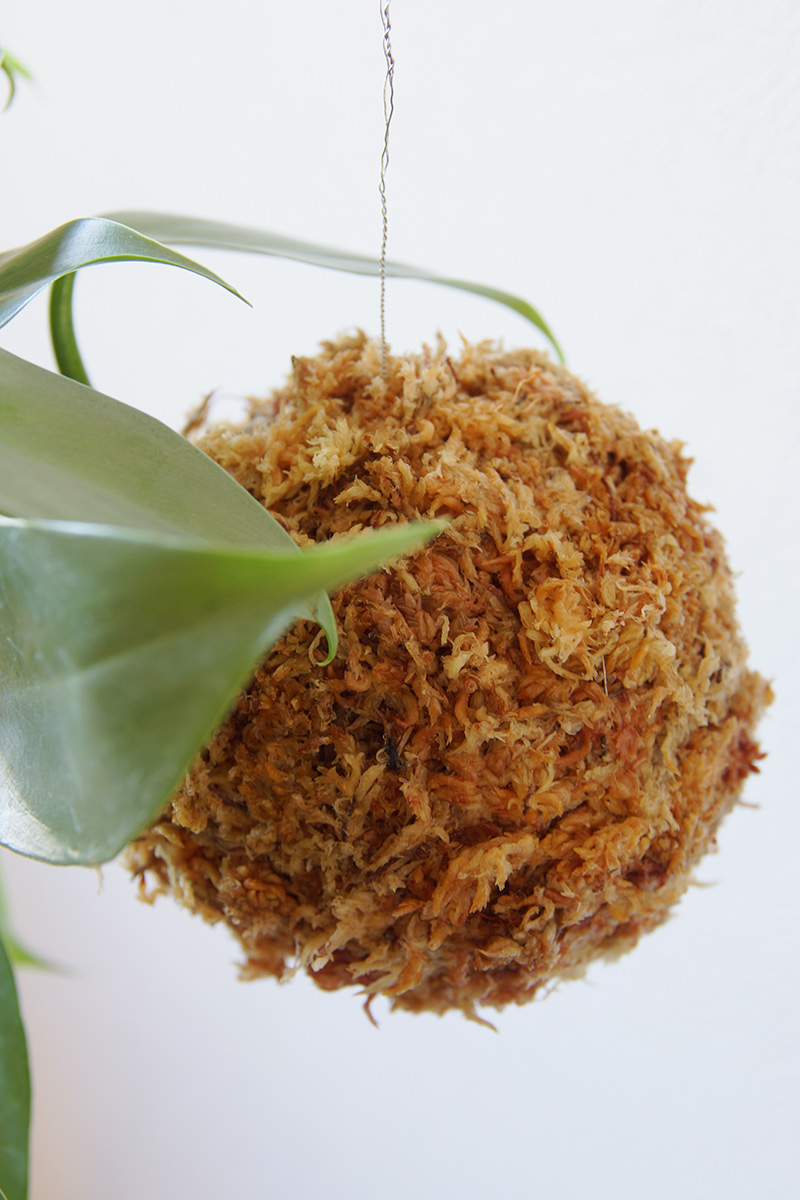 苔玉は直径8cmから10cm程