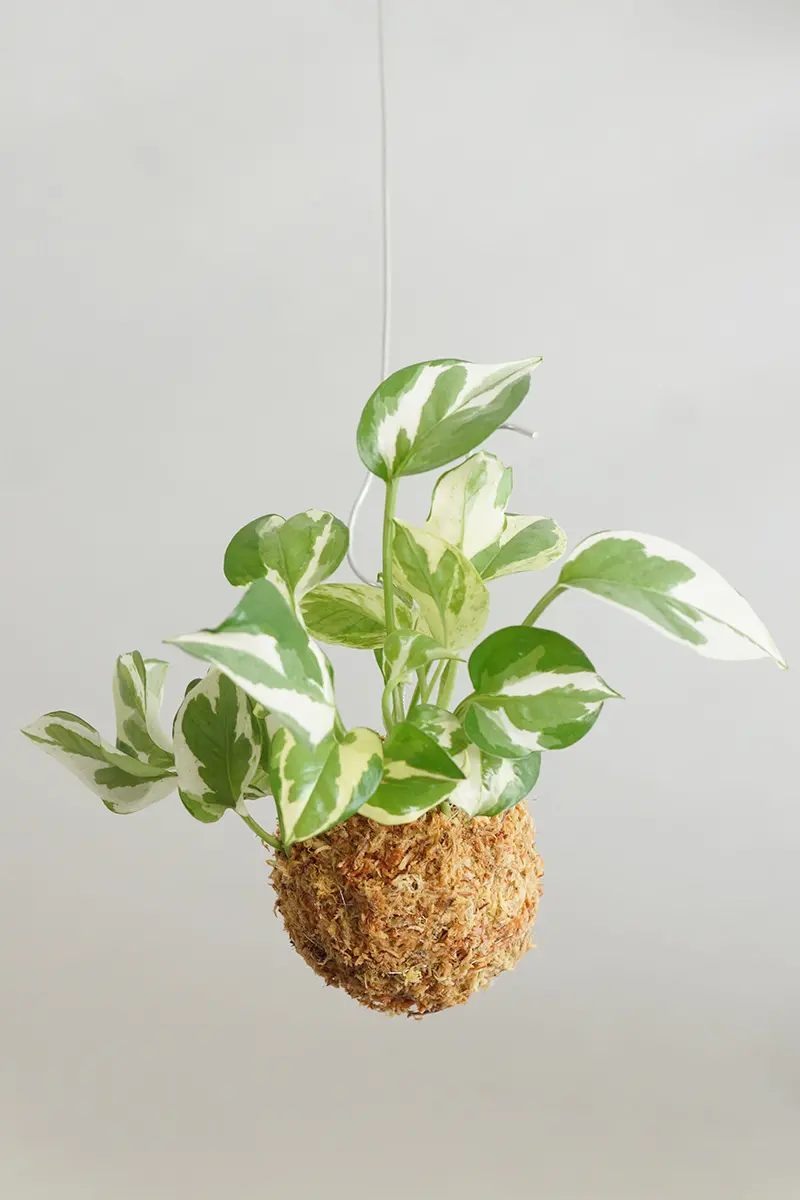 苔玉 ポトス・エンジョイ