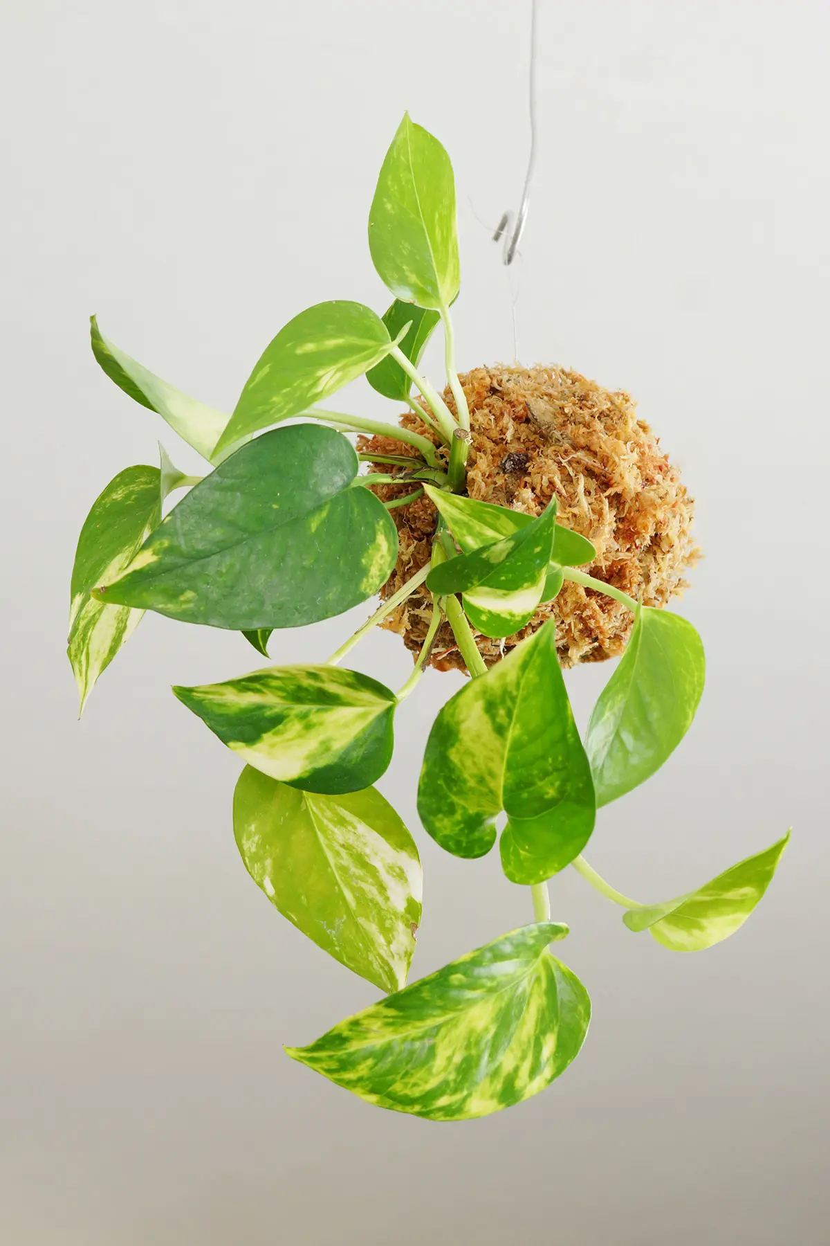 苔玉 ゴールデンポトス
