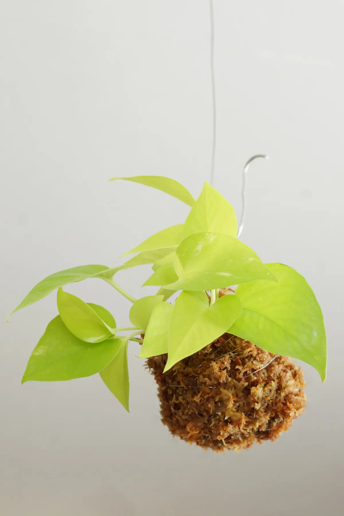 苔玉 ポトス・ライム