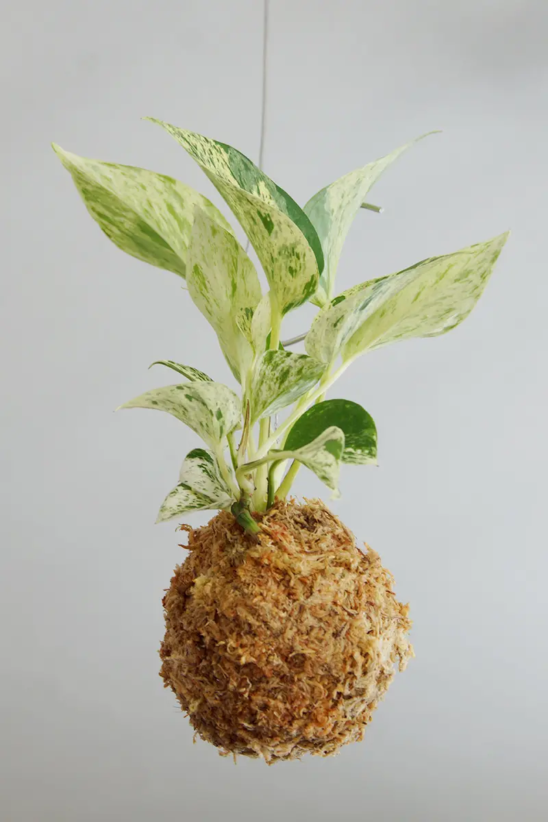 苔玉 ポトス・マーブルクイーン