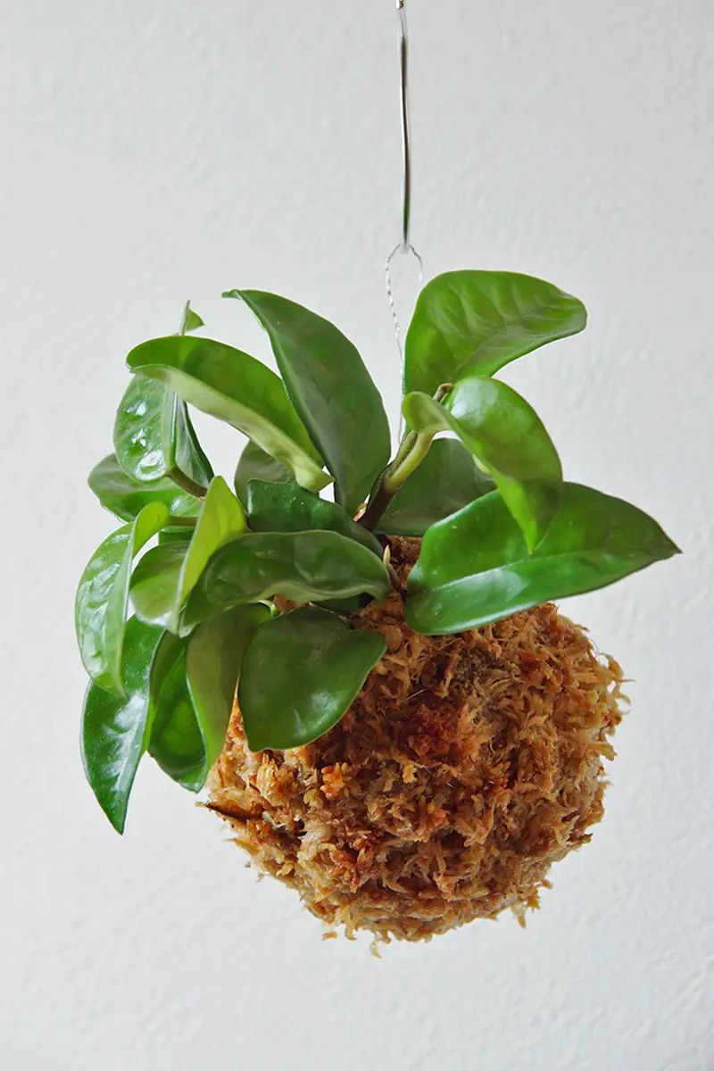 苔玉 ホヤ・カルノーサ クリンクルエイト
