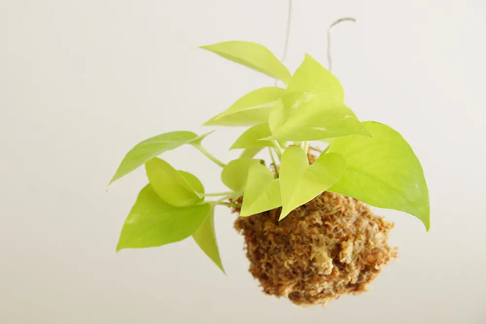 苔玉 ポトス・ライム