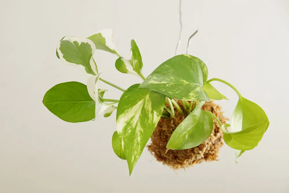 苔玉 ゴールデンポトス